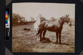 [Light and dark horse with cow sitting behind them]