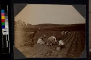 [People harvesting crop]
