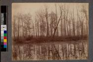 [Trees with reflection in pond]