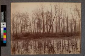 [Trees with reflection in pond]