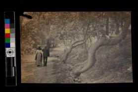 [Man and woman walking down dirt road with large trees]