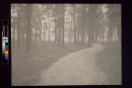 [Trees with dirt road running down center]