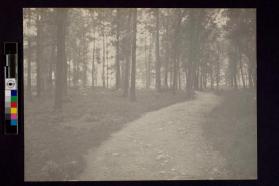 [Trees with dirt road running down center]