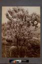 [Lilac bush]