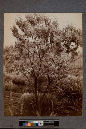 [Lilac bush]