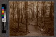 [Trees with dirt path through center]