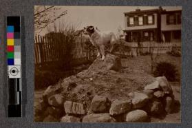 [Dog standing on top of dirt mound]