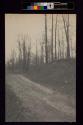 [Trees with dirt road]