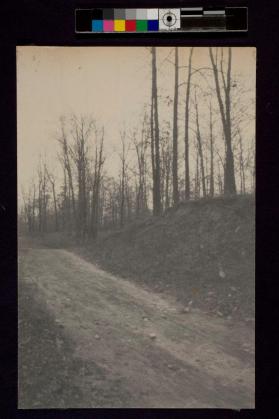 [Trees with dirt road]