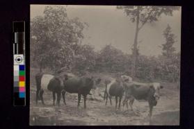 [Cows standing by water]