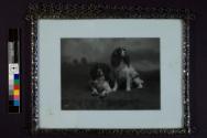 [Two spaniel dogs in a studio]