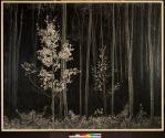 Aspens Near Santa Fe, New Mexico