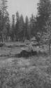 Long Gulch Camp, High Sierras Trip