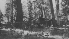 Camping companions and horses in forest, High Sierras Trip