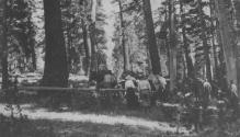 Camping companions and horses in forest, High Sierras Trip