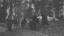 Pack horses on trail, High Sierras Trip