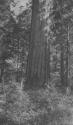 Large tree, High Sierras Trip