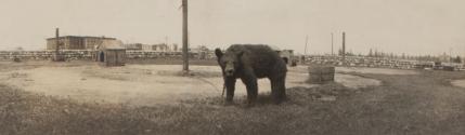 Chained bear, Western Trip