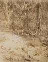 View of deer, Western Trip