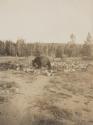 Bear in Yellowstone National Park, Western Trip