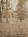 Deer in meadow, Western Trip