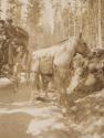 Horse and carriage, Western Trip