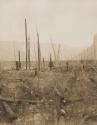 Dead trees, Western Trip