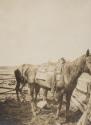 Horses, Western Trip