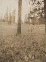 Deer in meadow, Western Trip
