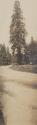View of tree, Western Trip