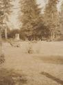 Deer in meadow, Western Trip
