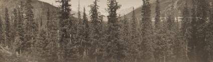 View of forest and distant mountains, Western Trip