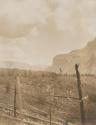 Felled trees, Western Trip