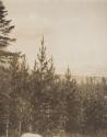 View of forest, Western Trip
