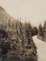 Road through forest, Western Trip