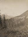 View of forest and distant mountains, Western Trip