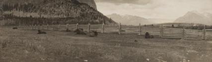 Buffalo, Western Trip