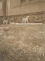 Dogs beside train, Western Trip