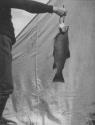 Camping Companion displaying fish, George Eastman's Nipigon Trip