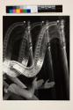 Three Harps