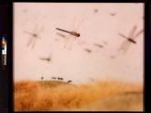 Insect Infestation