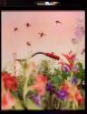 Wasps
