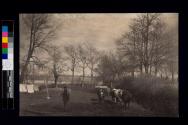 Bringing Home the Cows