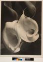 Two Callas