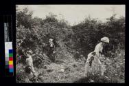 Gathering wild flowers
