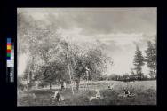 Gathering Apples