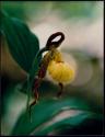 Yellow Lady's Slipper