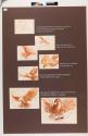 Storyboard Poster for Instamatic Camera commercial