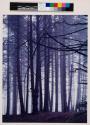[Trees in mist]
