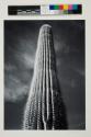 Saguaro cactus, sunrise, Arizona